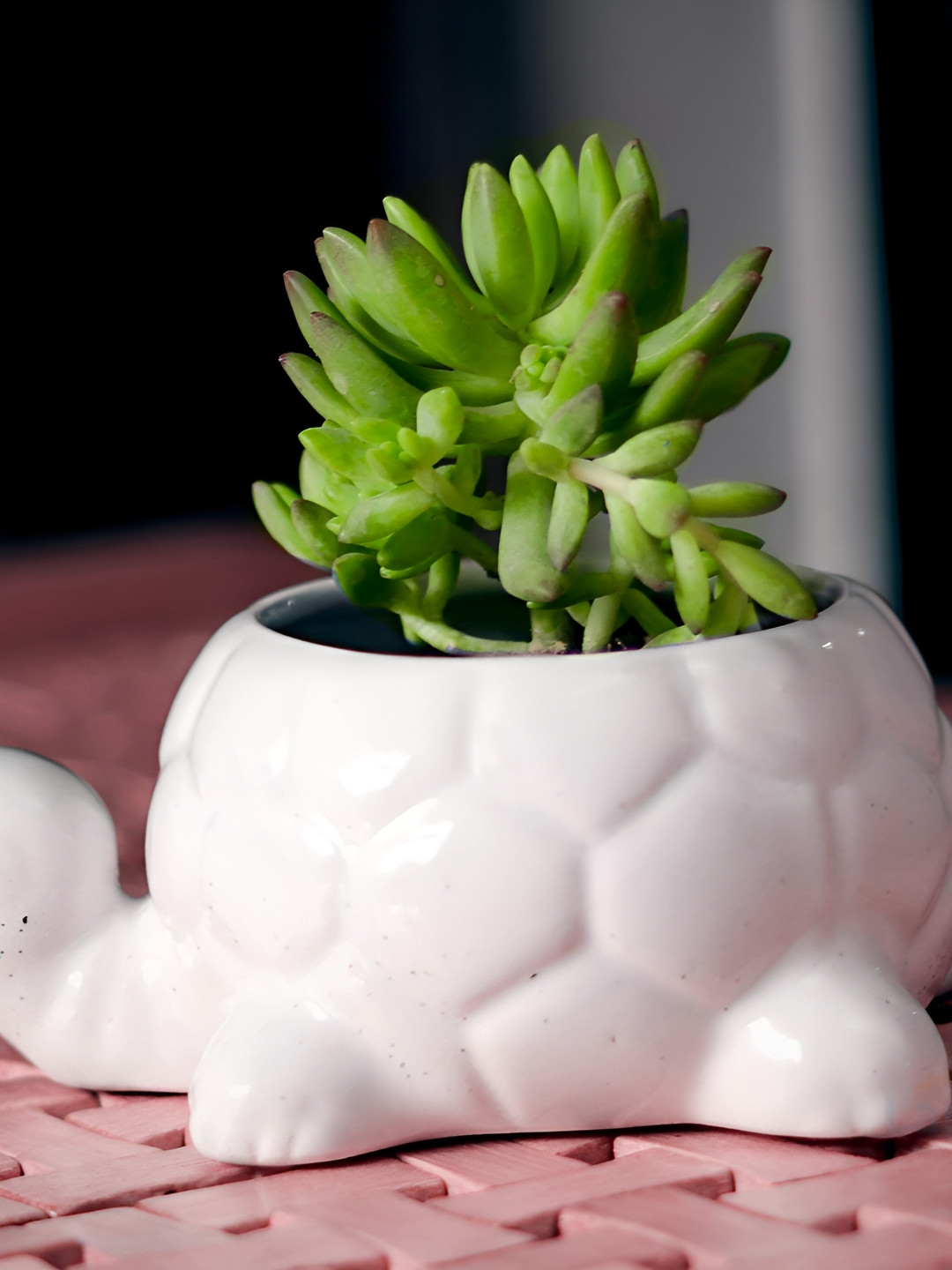 LASAKI White Textured Tortoise Shape Ceramic Planter