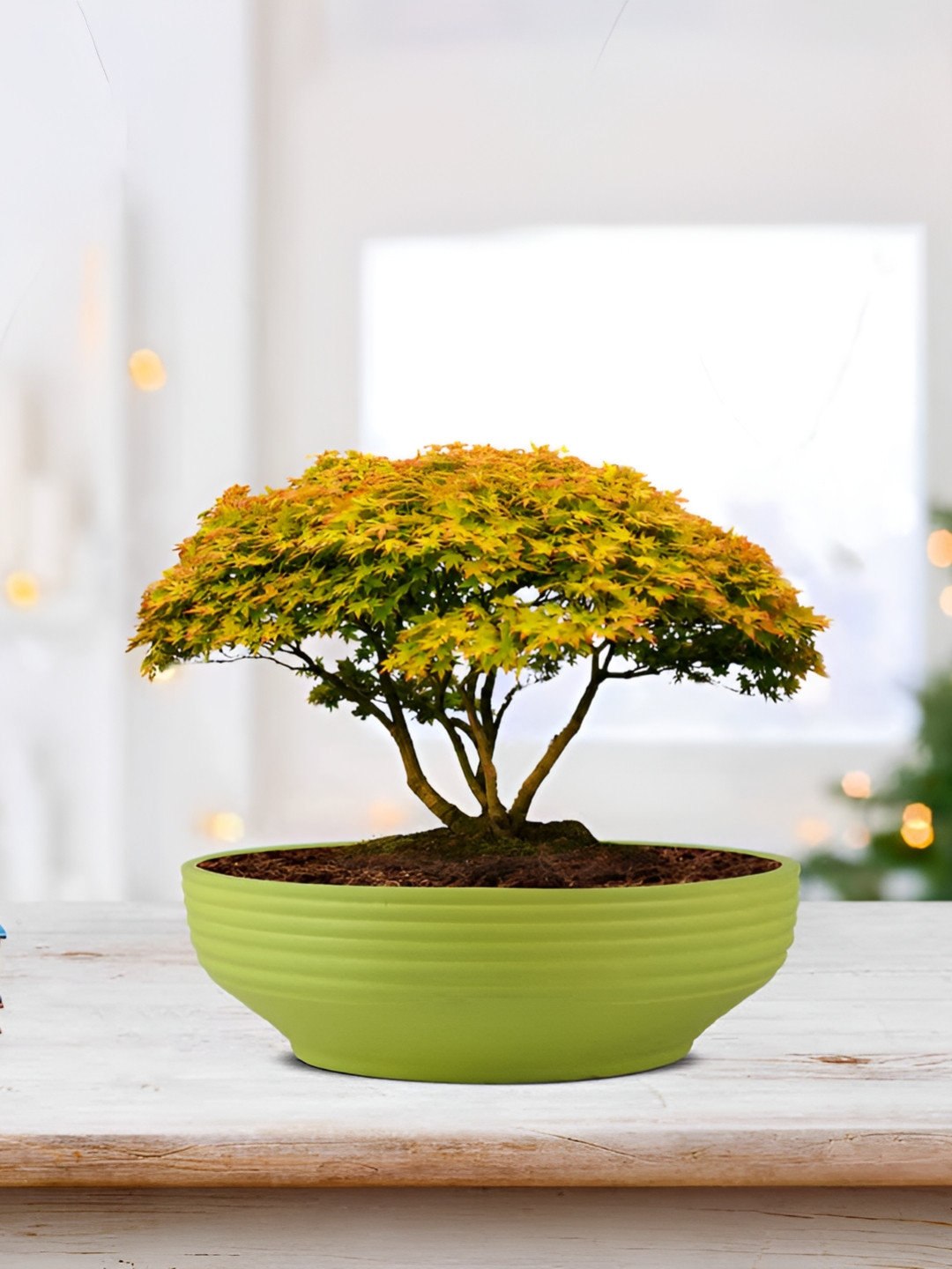 LASAKI Lime Green Ceramic Planter With Holder