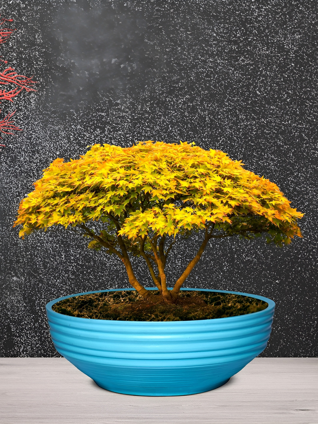 LASAKI Camry Aqua Blue Textured Ceramic Planter