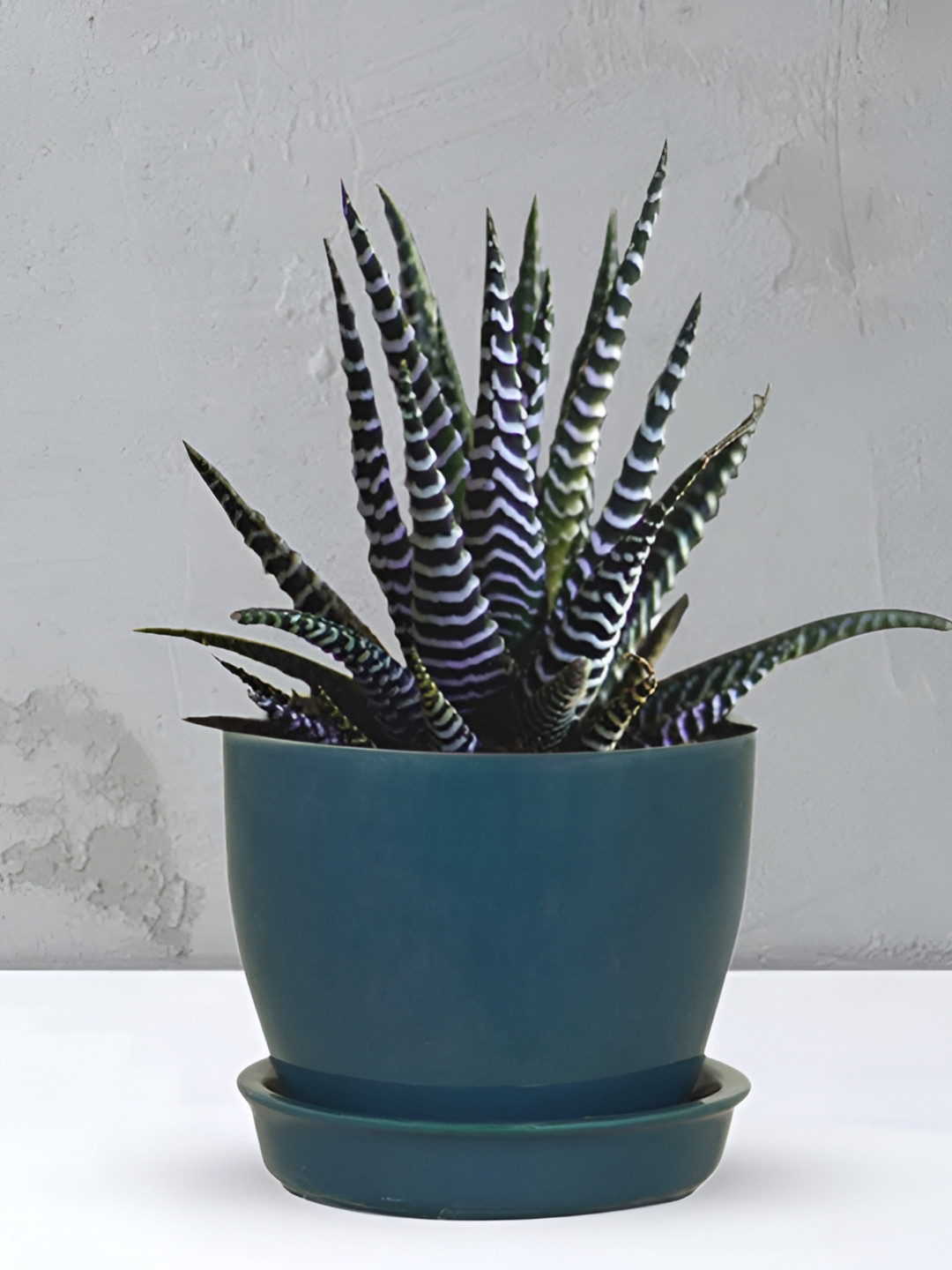 LASAKI Sea Green Ceramic Planter With Tray