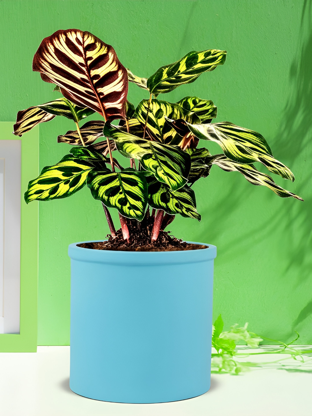 LASAKI Aqua Blue Ceramic Gloria Planter