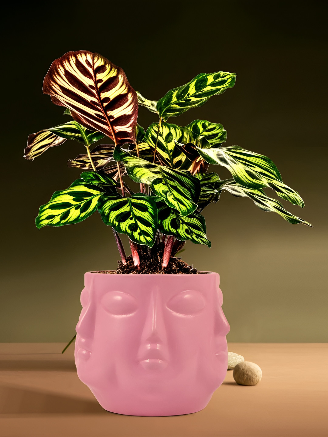LASAKI Vivan Pink Textured Ceramic Planter