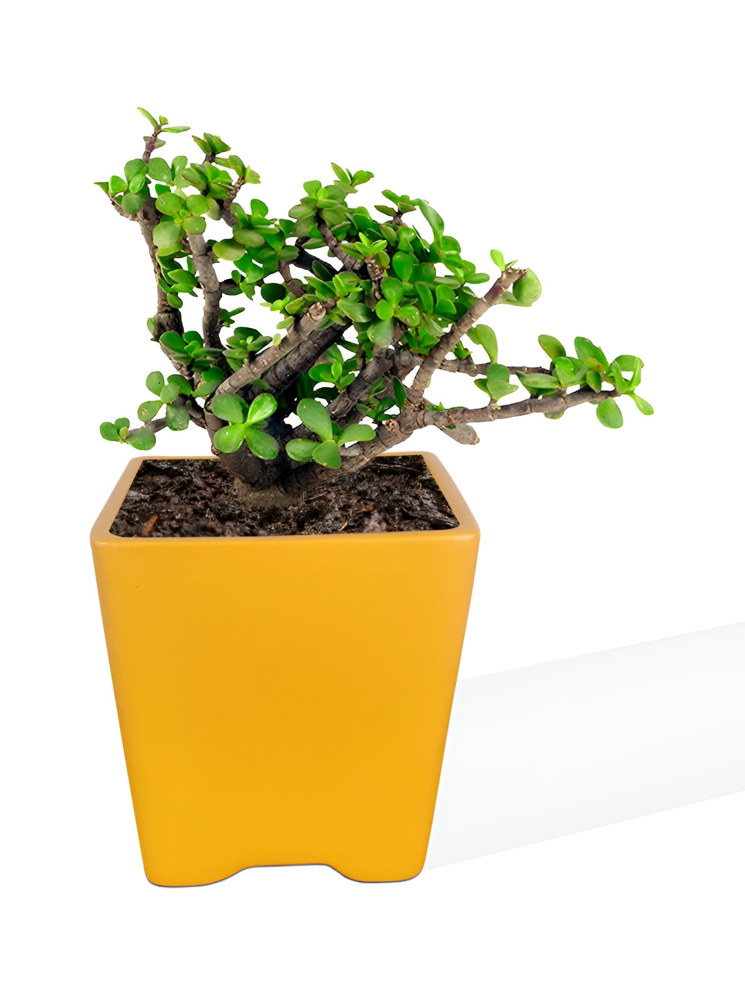 LASAKI Orange Ceramic Planter