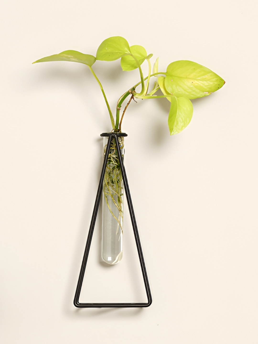 VarEesha Black & Transparent Metal Planter With Tube