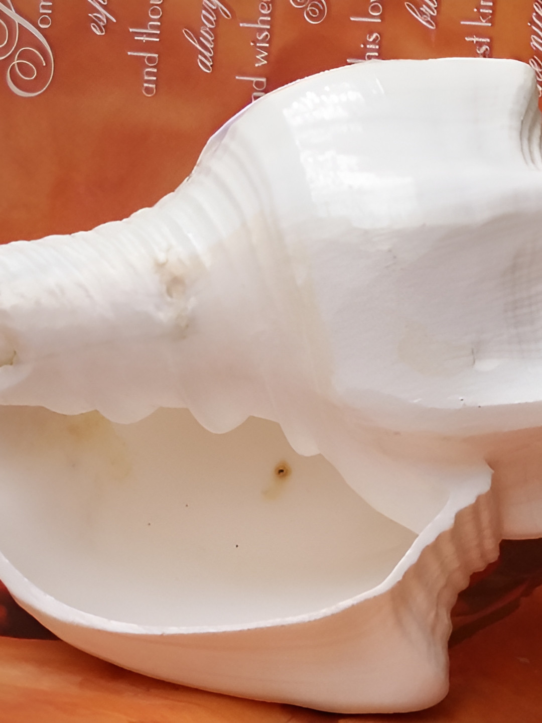 Navyaksh foreign Shankh Stand White Metal Metallic Prayer Room Small Showpiece -