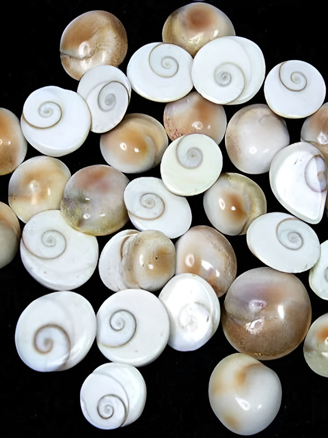 Navyaksh Gomti Chakra White Stone Glossy Living Room 41 Piece Small Showpieces - 0.4 Inches