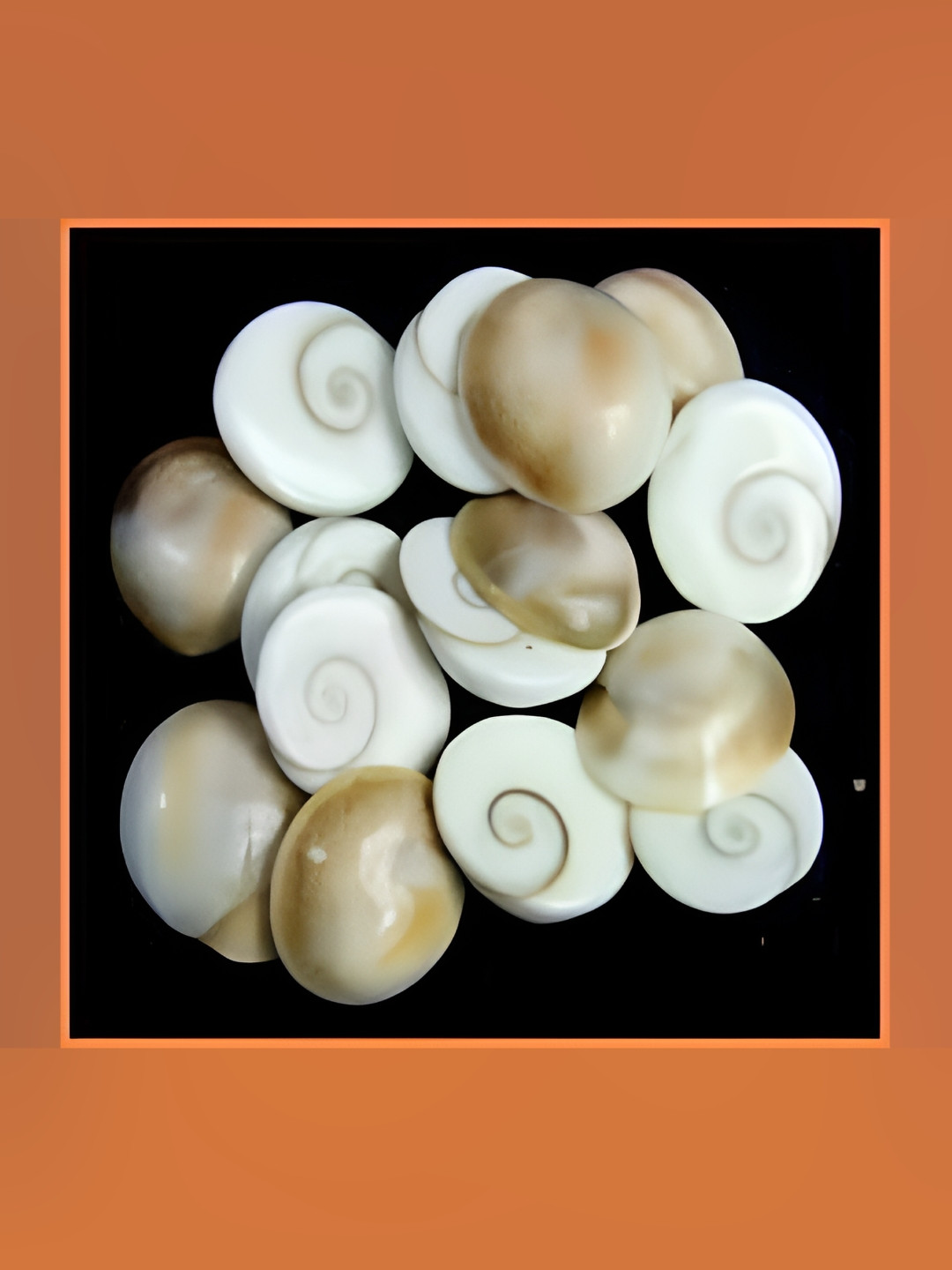 Navyaksh Gomti Chakra White Polyresin Natural Prayer Room 21 Piece Tiny Showpieces - 0.6 Inches