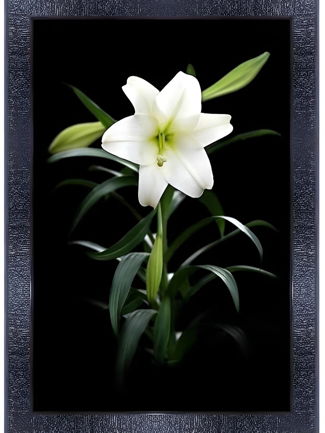 PnF Black & White Glass Floral and Botanical Wall Art