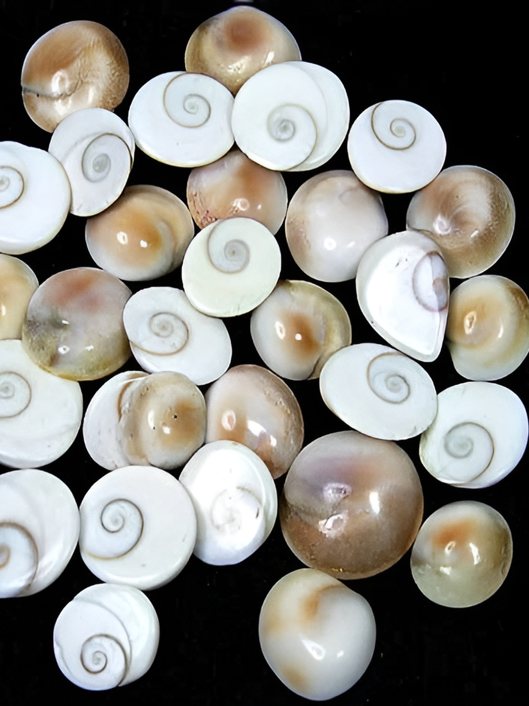 Navyaksh Gomti Chakra White Stone Natural Prayer Room Small Showpiece - 0.6 Inches