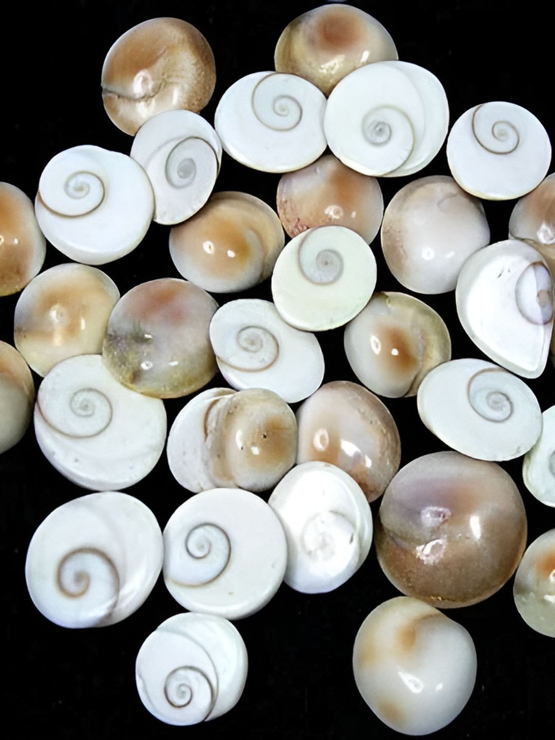 Navyaksh Gomti Chakra White Stone Glossy Living Room 41 Piece Small Showpieces - 0.4 Inches