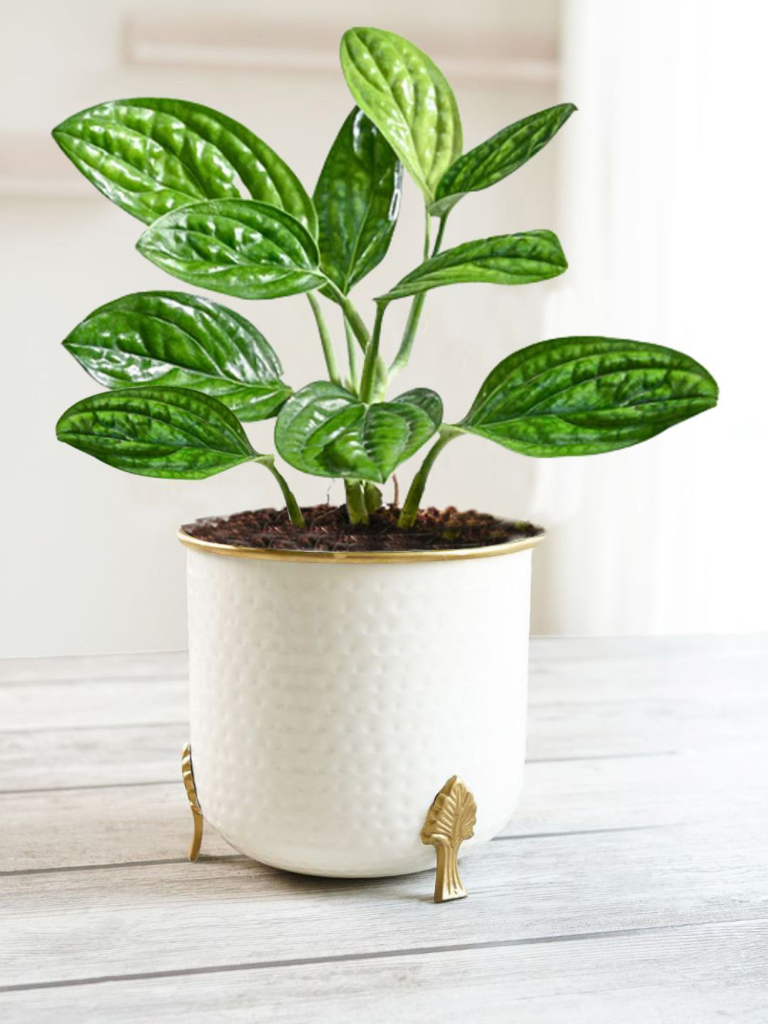 BEHOMA White Toned Small Hammered Metal Planter With Leaf Leg
