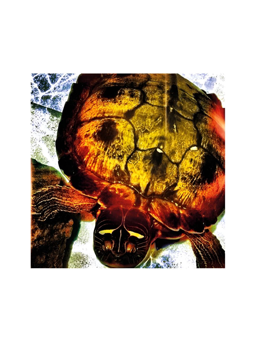 OLIVE TREE Blue & Yellow Tortoise Canvas Painting Wall Art