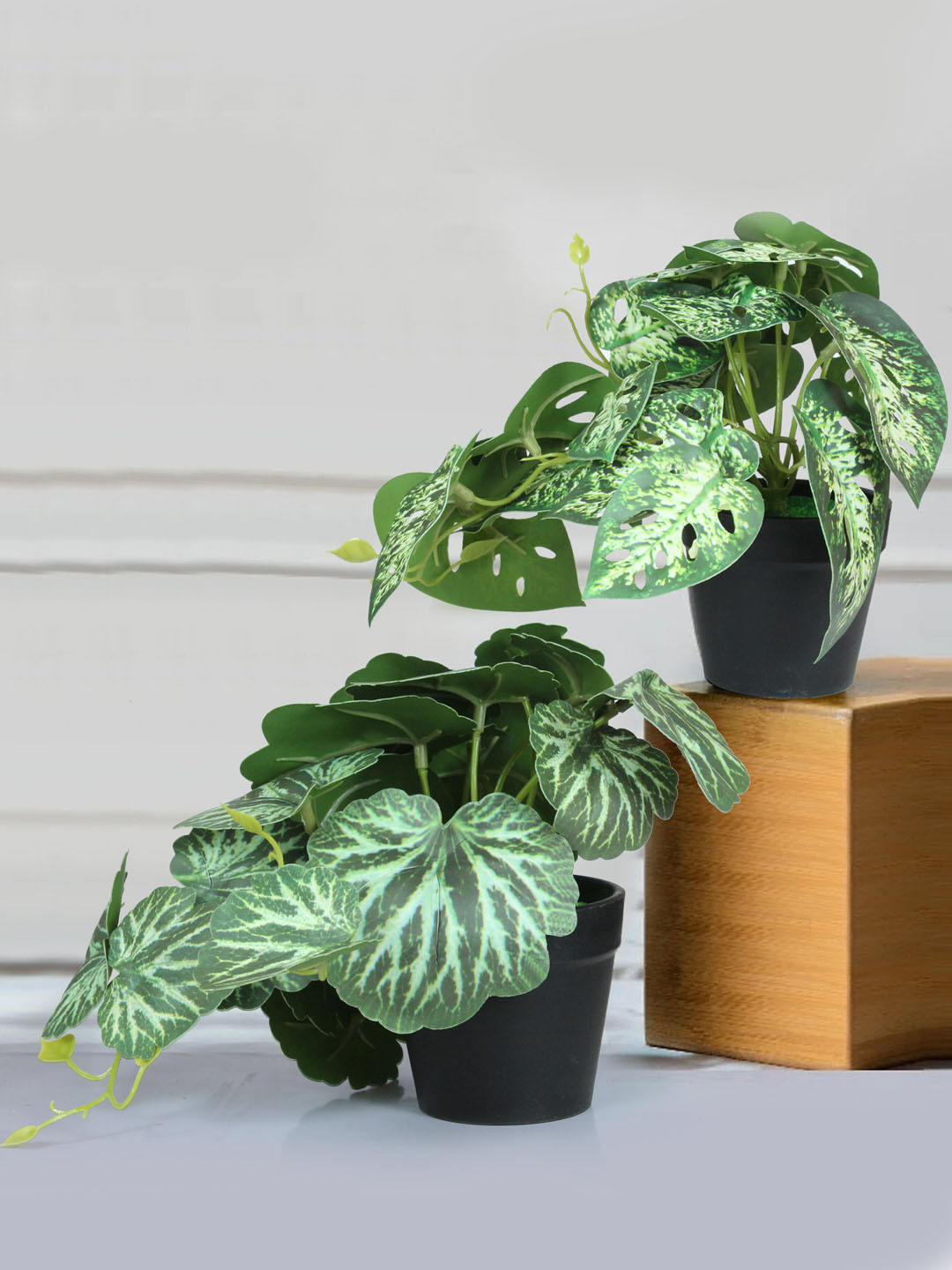 TIED RIBBONS Green & Off White 2 Pieces Dieffenbachia & Begonia Artificial Plants
