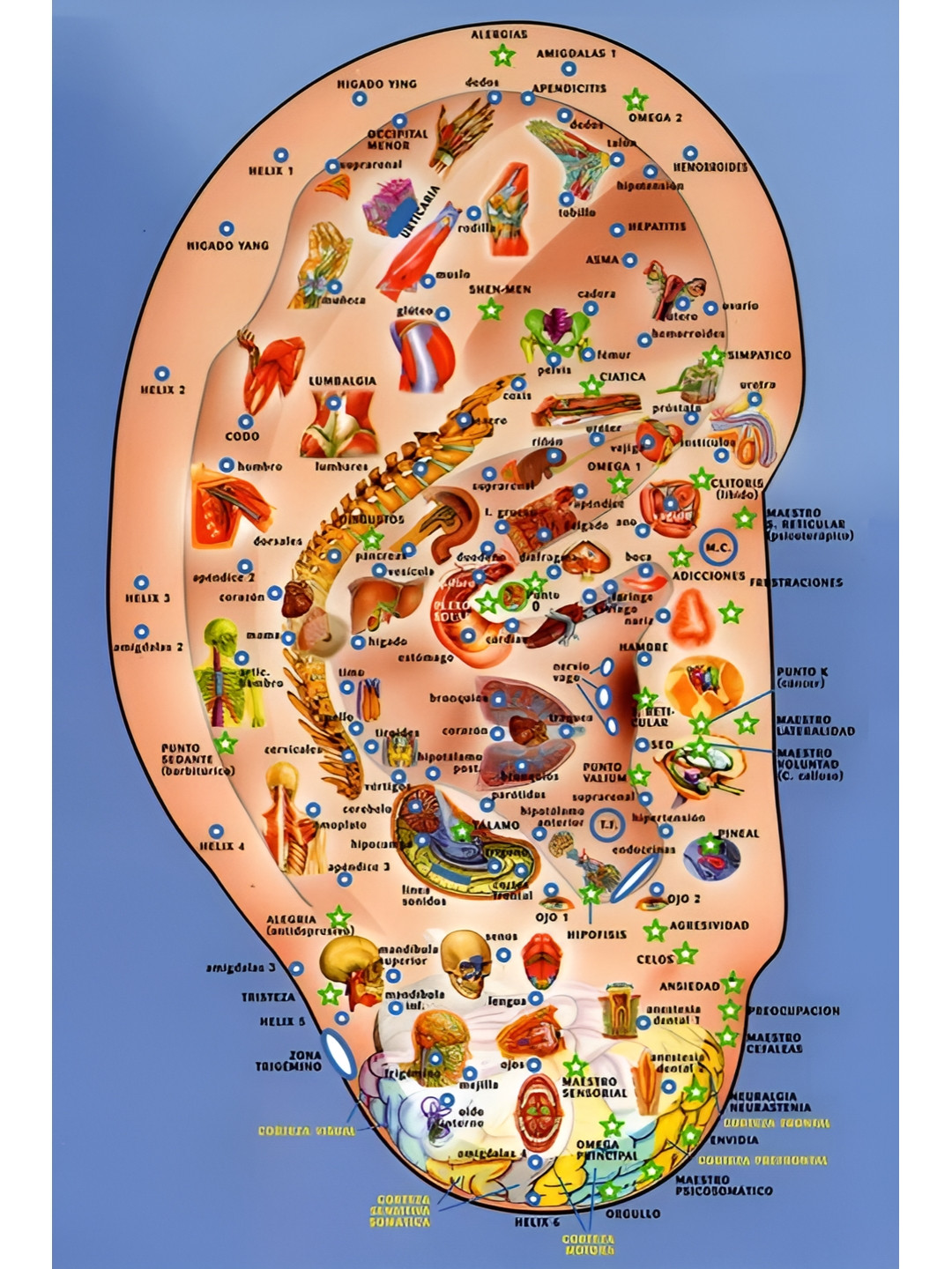 British Terminal Blue & Red Accupressure Ear Point Wall Art