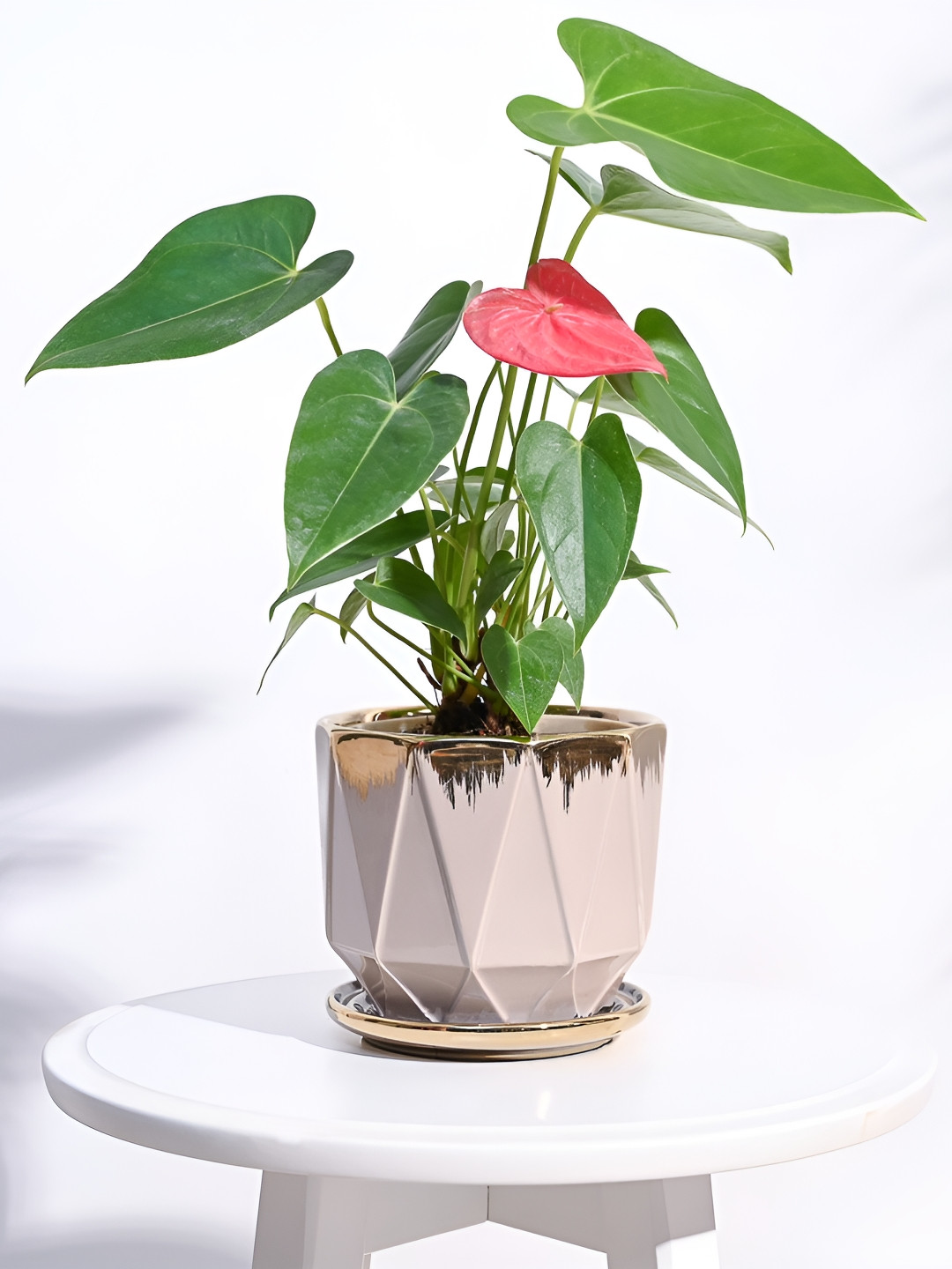 UGAOO Gold Toned & Cream Round Ceramic Planter