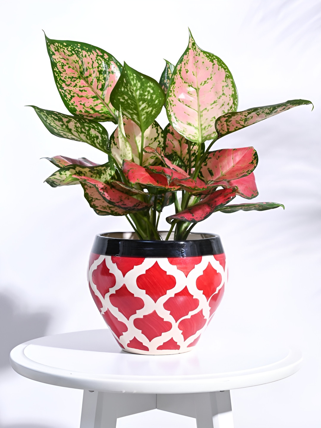 UGAOO Apple Rose Red & White Ceramic Planter