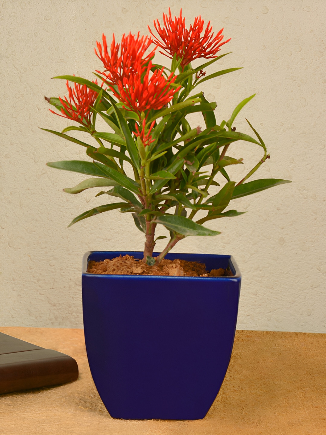 StyleMyWay Blue Square Shaped Ceramic Flower Planter