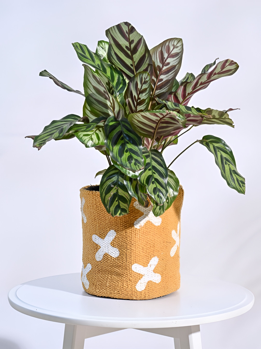 UGAOO Orange-colored & White Handloom Cotton Planter