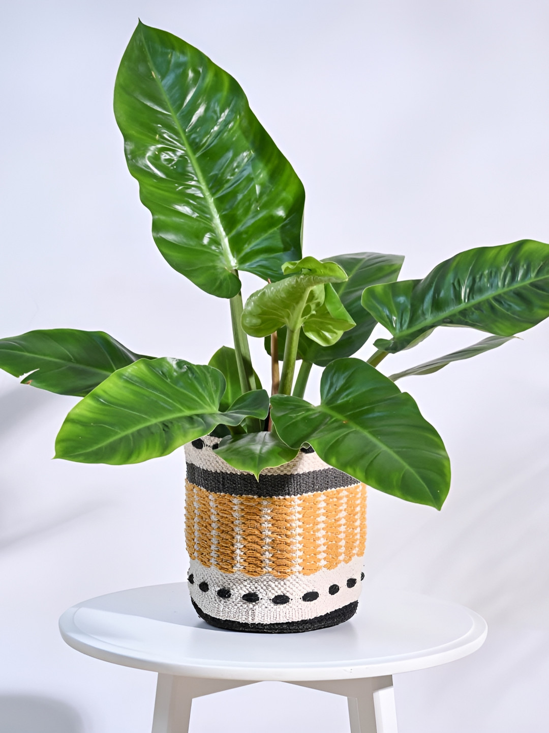 UGAOO Rays Yellow & Grey Cotton Planter