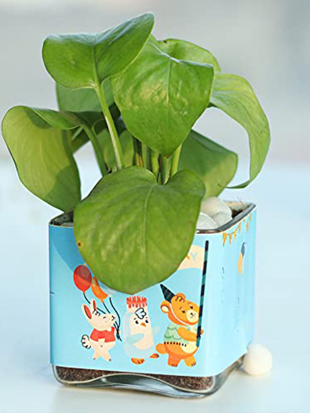 Floweraura Green and Blue Money Succulent Live Plant