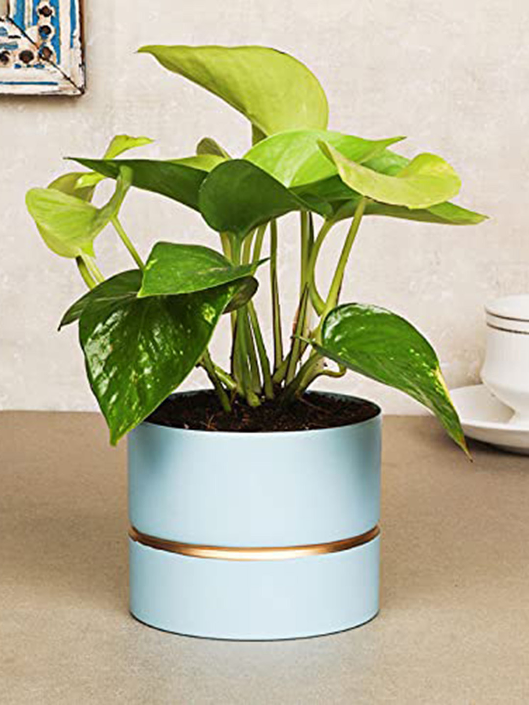 Floweraura Green and Blue Ceramic Air Purifying Indoor Live Money Plants