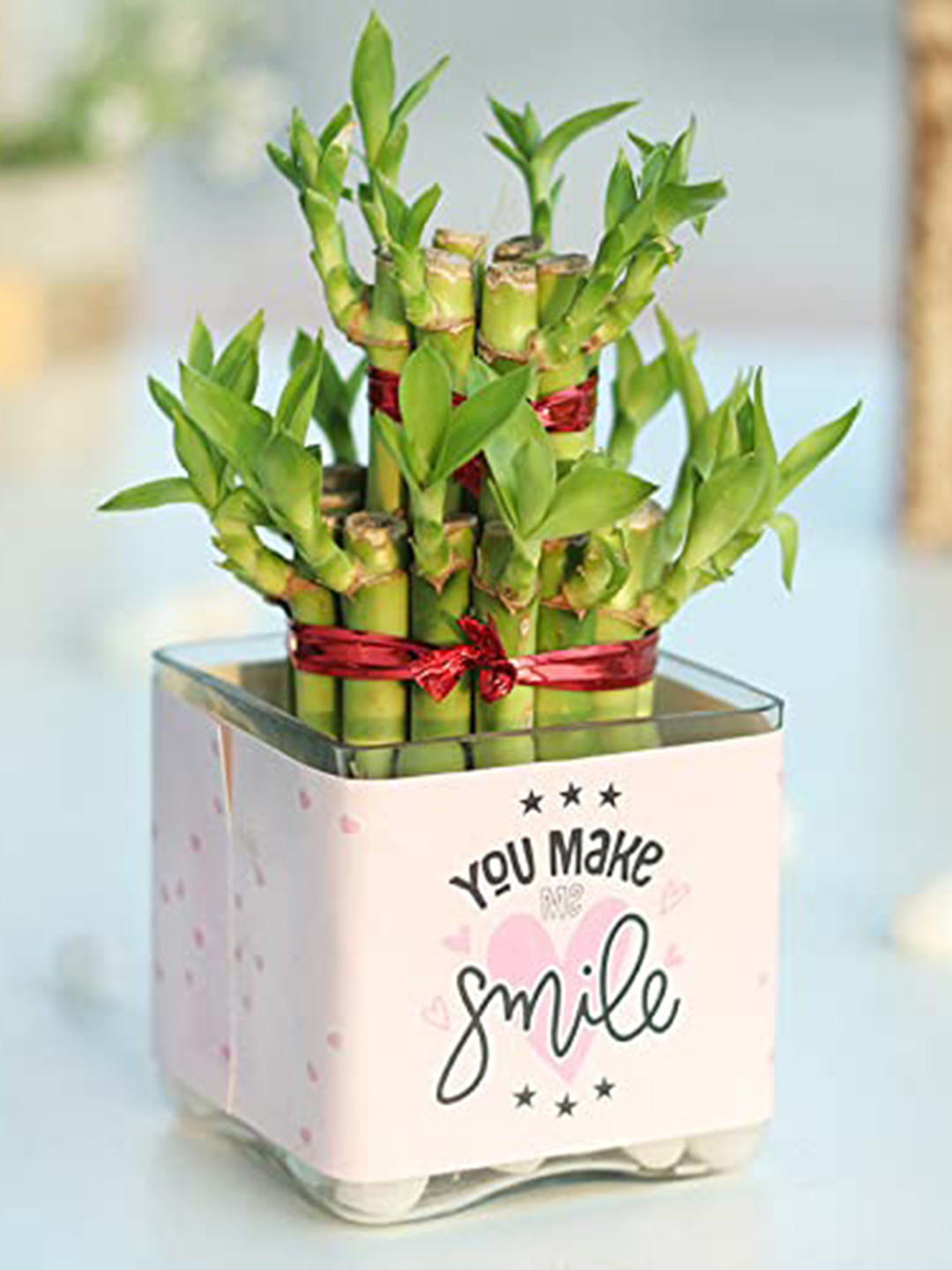 Floweraura Green and White Indoor Bamboo Plant With Pot