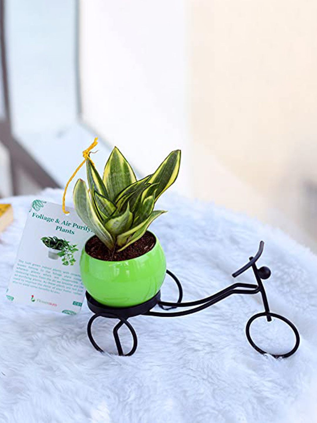 Floweraura Green Air Purifying Indoor Live Plants