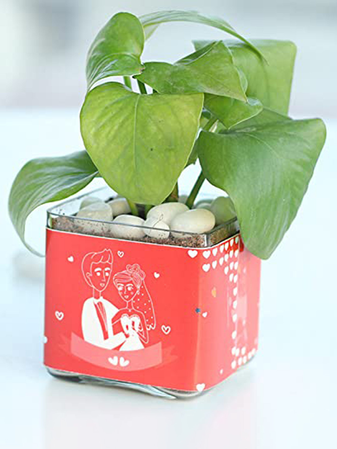 Floweraura Green and Red Indoor Money Plant With Pot