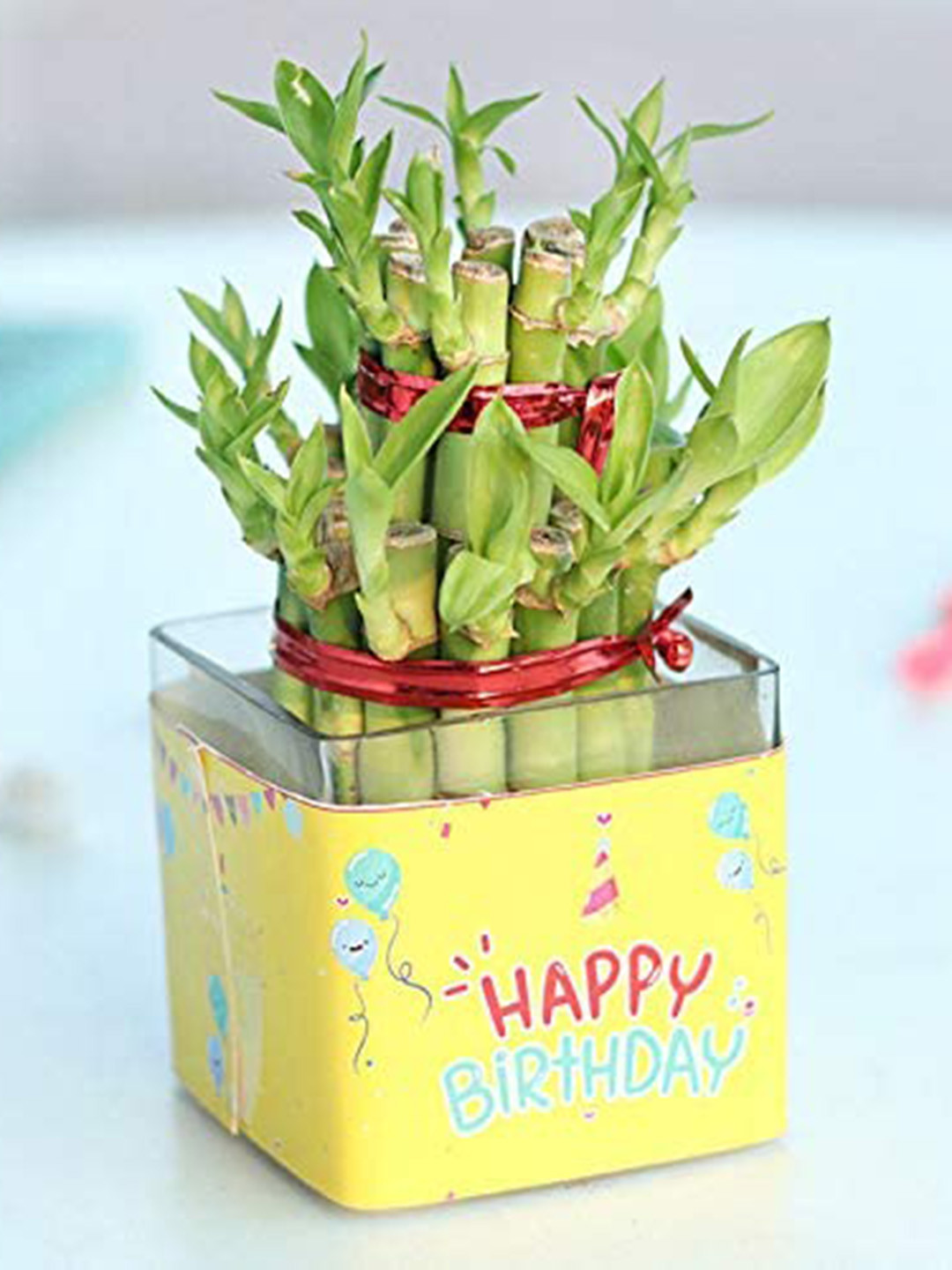 Floweraura Green and Yellow Indoor Lucky Bamboo Plant