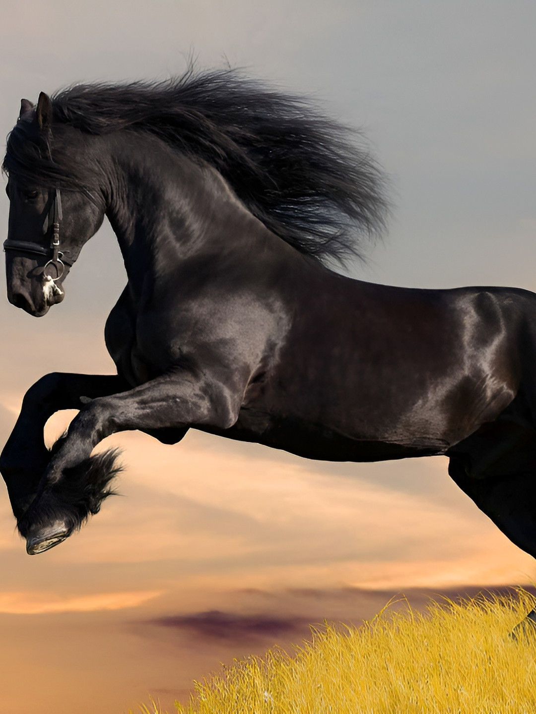 Wallpics Blue & Black Animals Printed Wallpaper