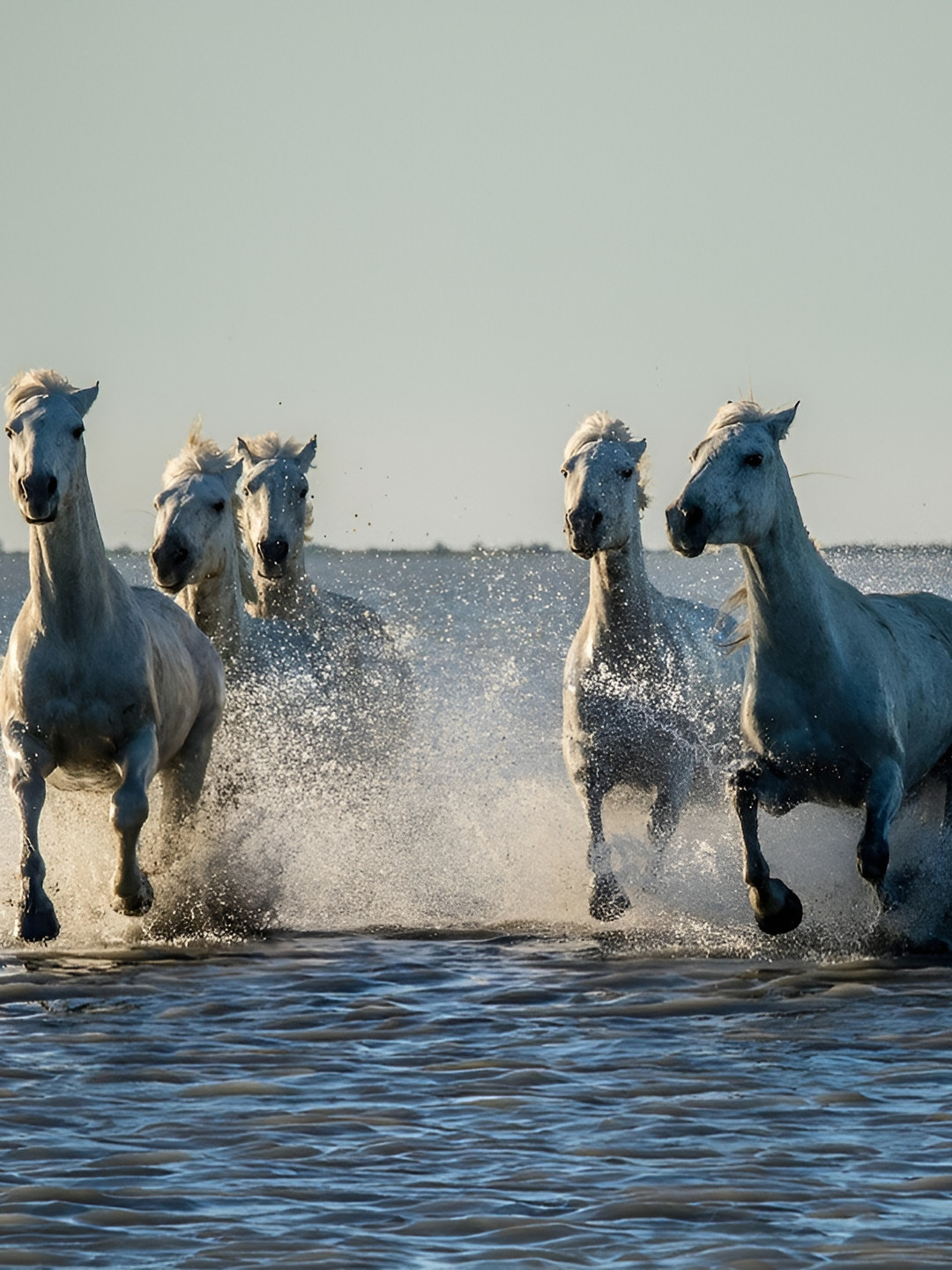 Wallpics Blue & White Animals Printed Wallpaper