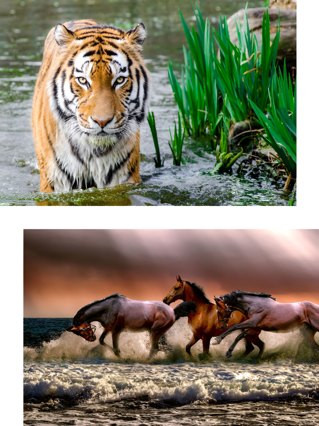 Adventures India Green & White 2 Piece Tiger Wooden Painting Wall Art