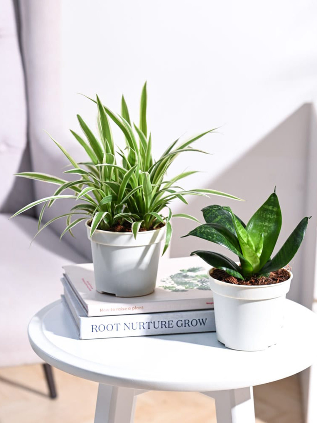 UGAOO Green & White 2 Pieces Succulent Indoor Plants With Pot