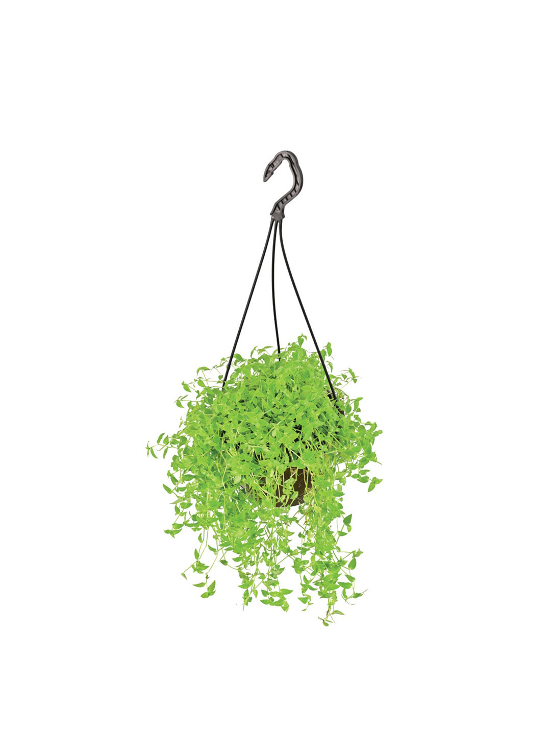 UGAOO Turtle Vine Plant In Hanging Plant