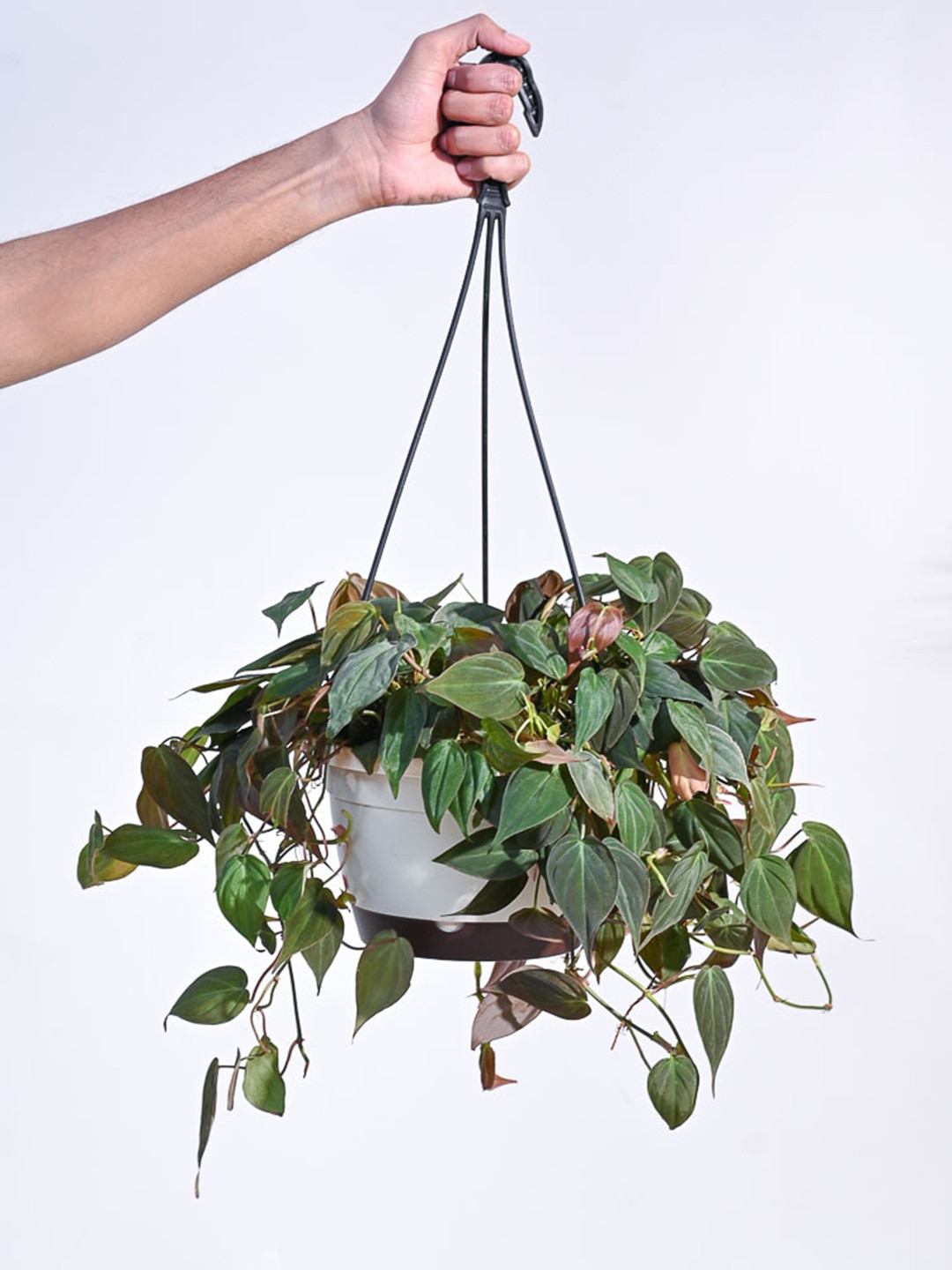 UGAOO Green & White Philodendron Micans Plant With Hanging Pot