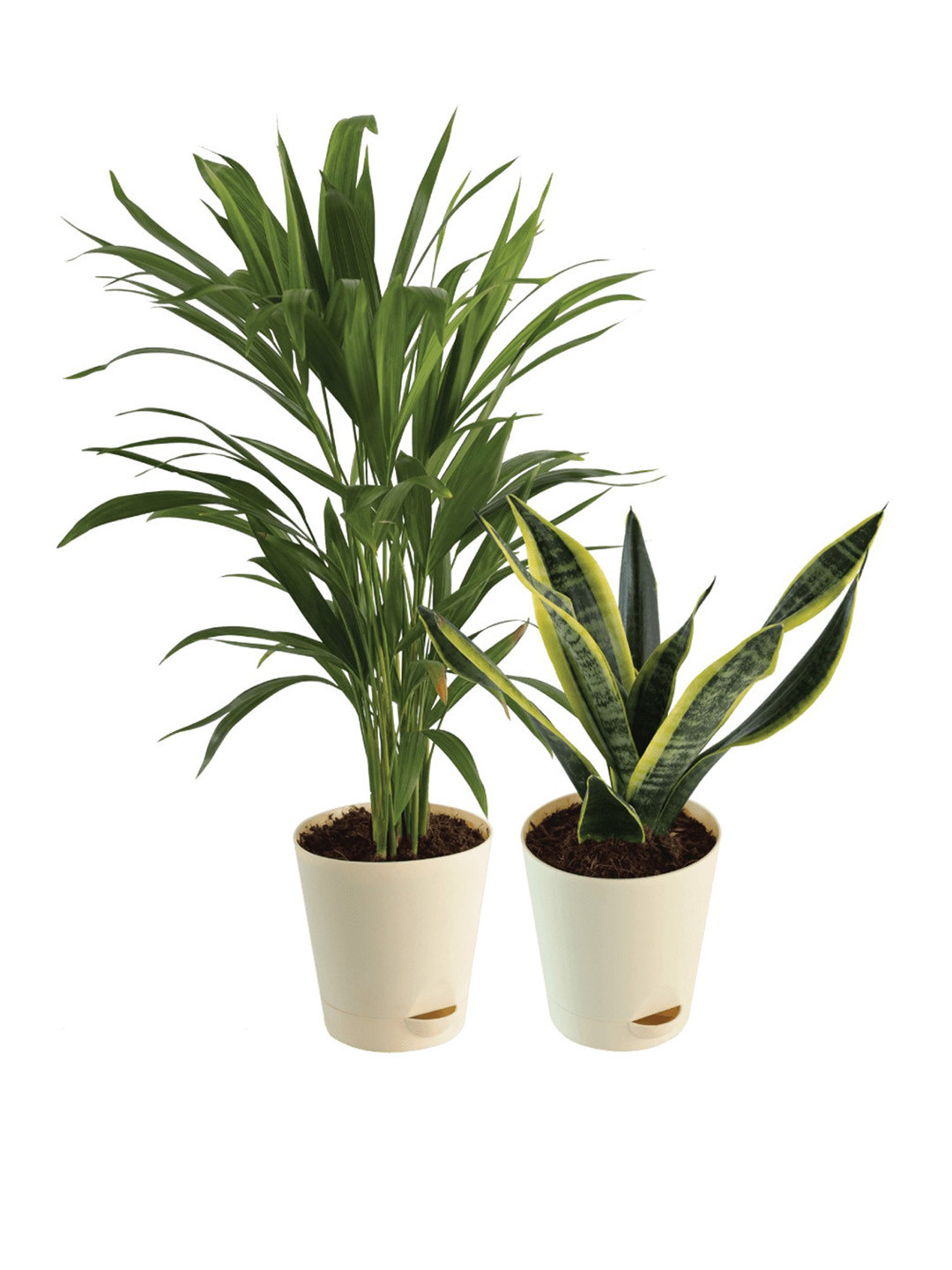 UGAOO 2 Pieces Indoor Live Plants With Pot