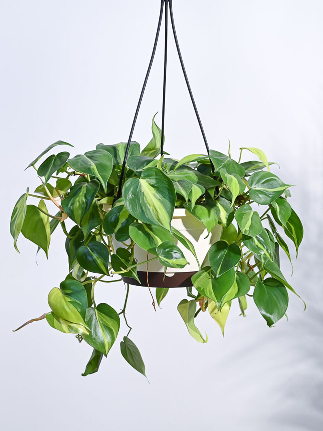 UGAOO Green Philodendron Oxycardium Brasil Plant In Hanging Pot