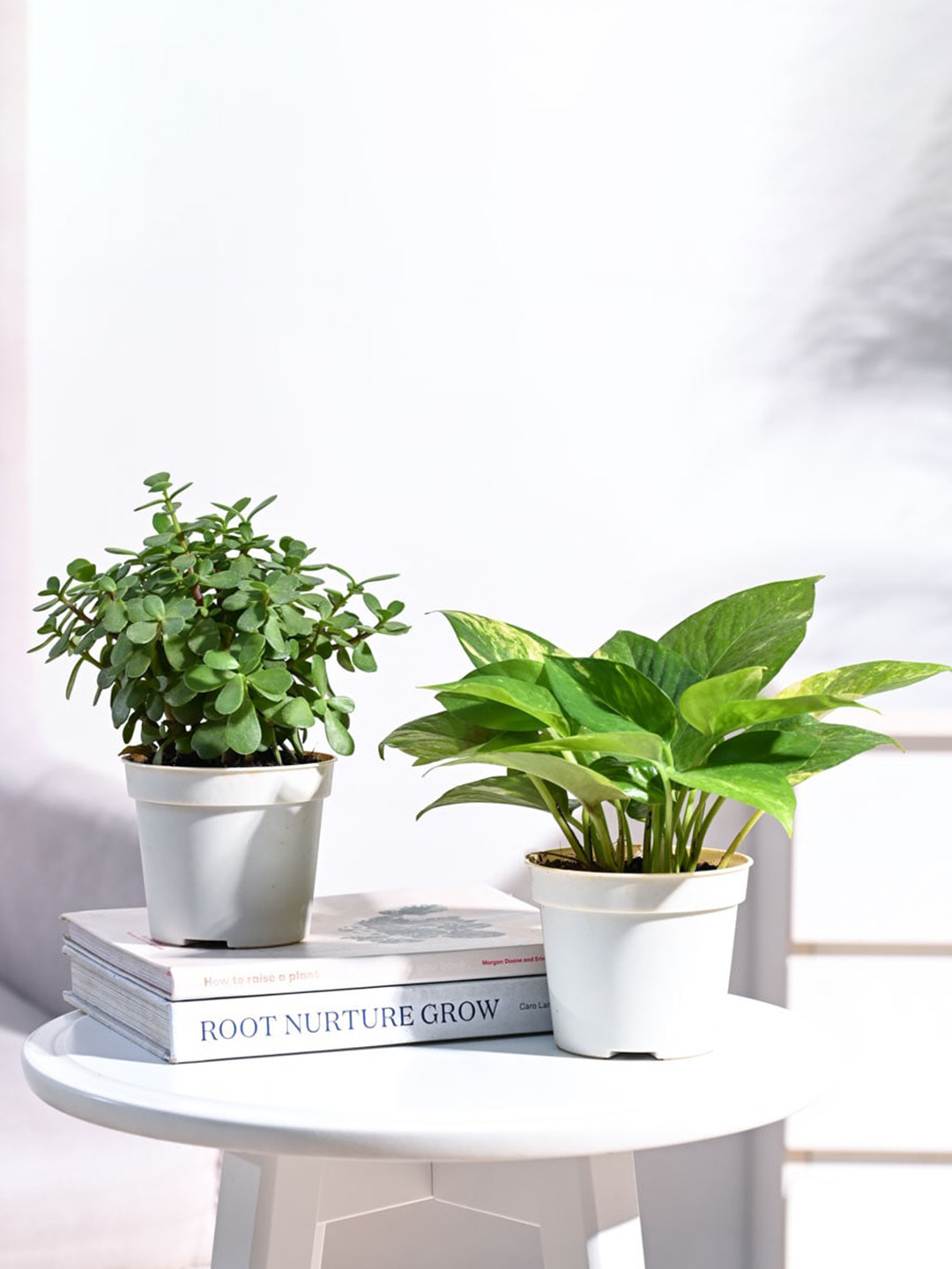 UGAOO Green & White 2 Pieces Indoor Live Plants With Pots