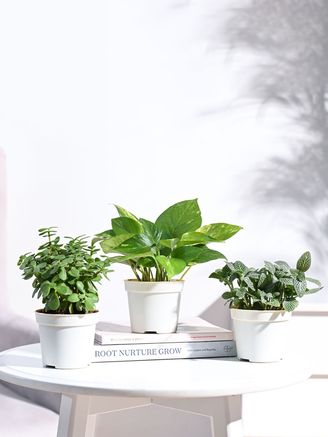 UGAOO Green & White 3 Pieces Herbs Indoor Plants With Pot