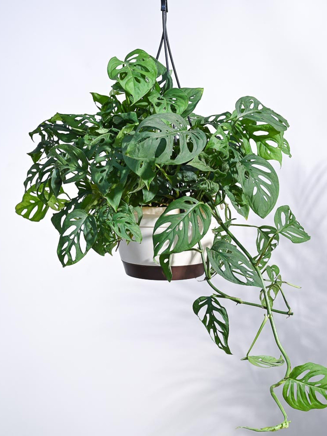 UGAOO Green & White Philodendron Broken Heart Plant With Pot
