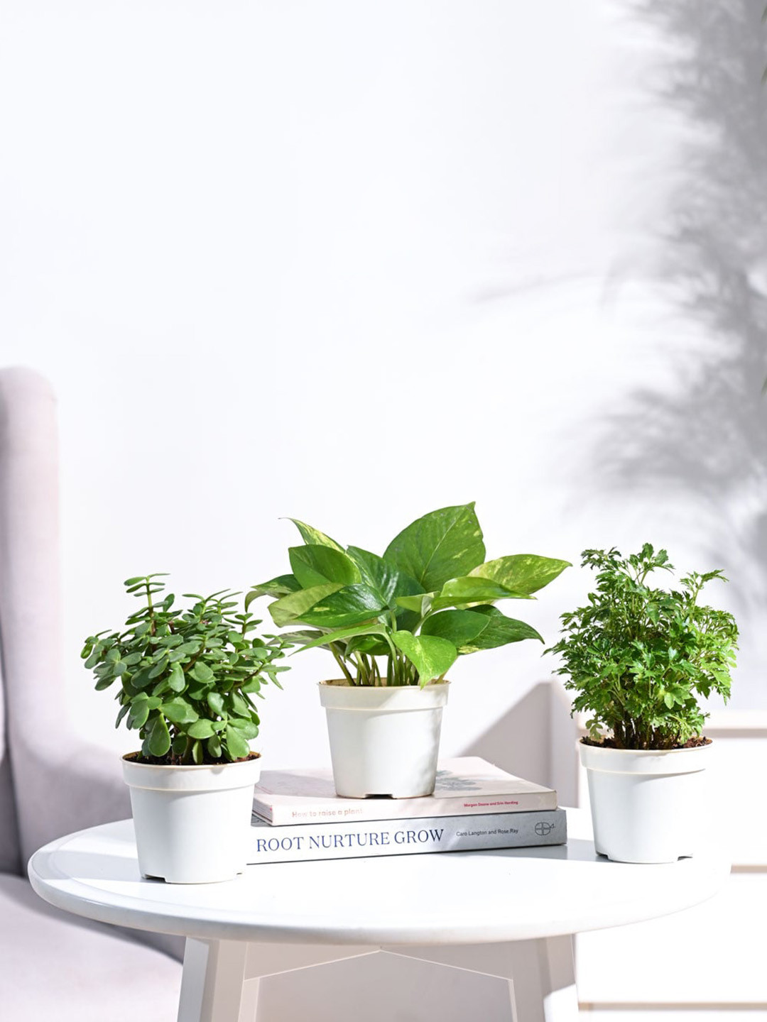 UGAOO Green & White 3 Pieces Bonsai Indoor Live Plants With Pot