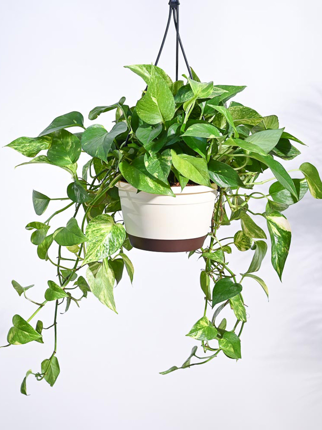 UGAOO Green Money Plant Variegated In Hanging Pot