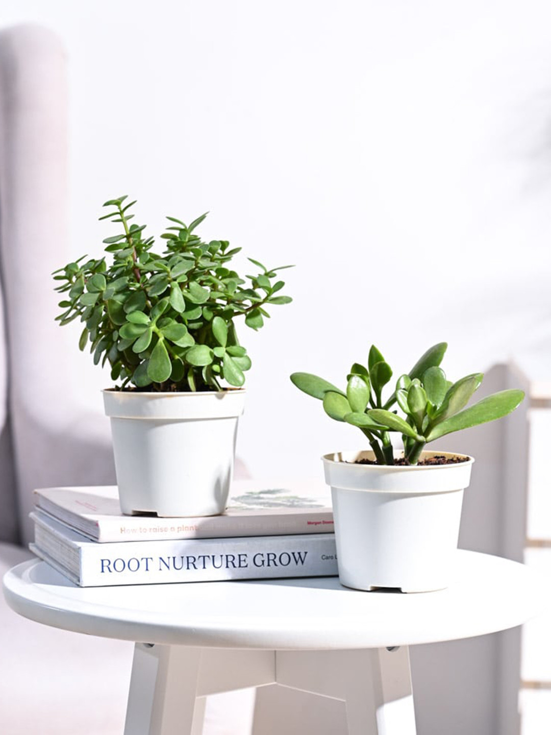 UGAOO 2 Pieces Jade & Feng Shui Indoor Live Plants