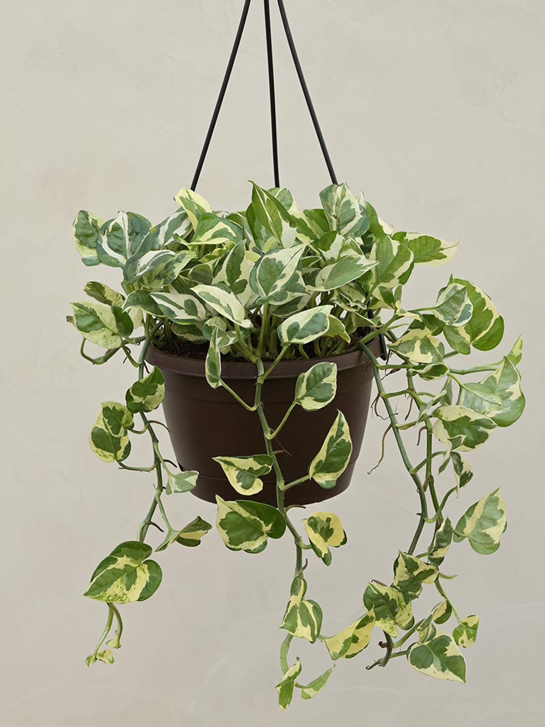 UGAOO Money Plant N Joy With Hanging Pot
