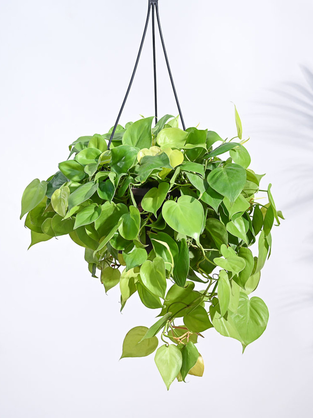 UGAOO Green Philodendron Oxycardium Golden Plant In Hanging Pot