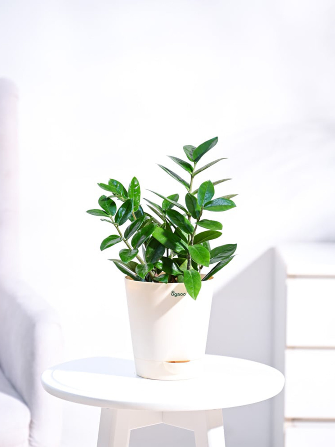 UGAOO Green & White 2 Pieces Cactus Indoor Plants With Pot