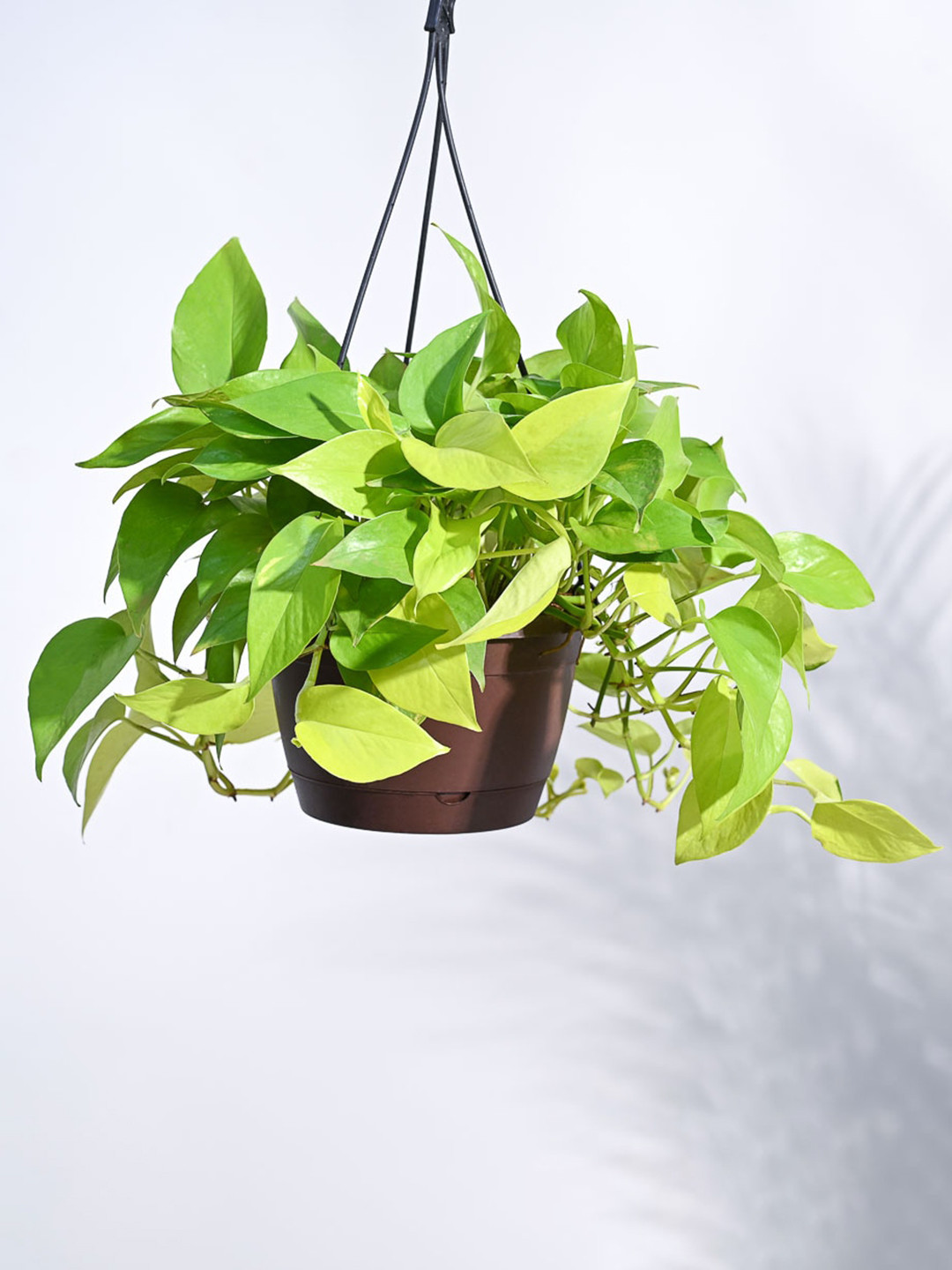 UGAOO Green & Brown Money Plant In Hanging Pot