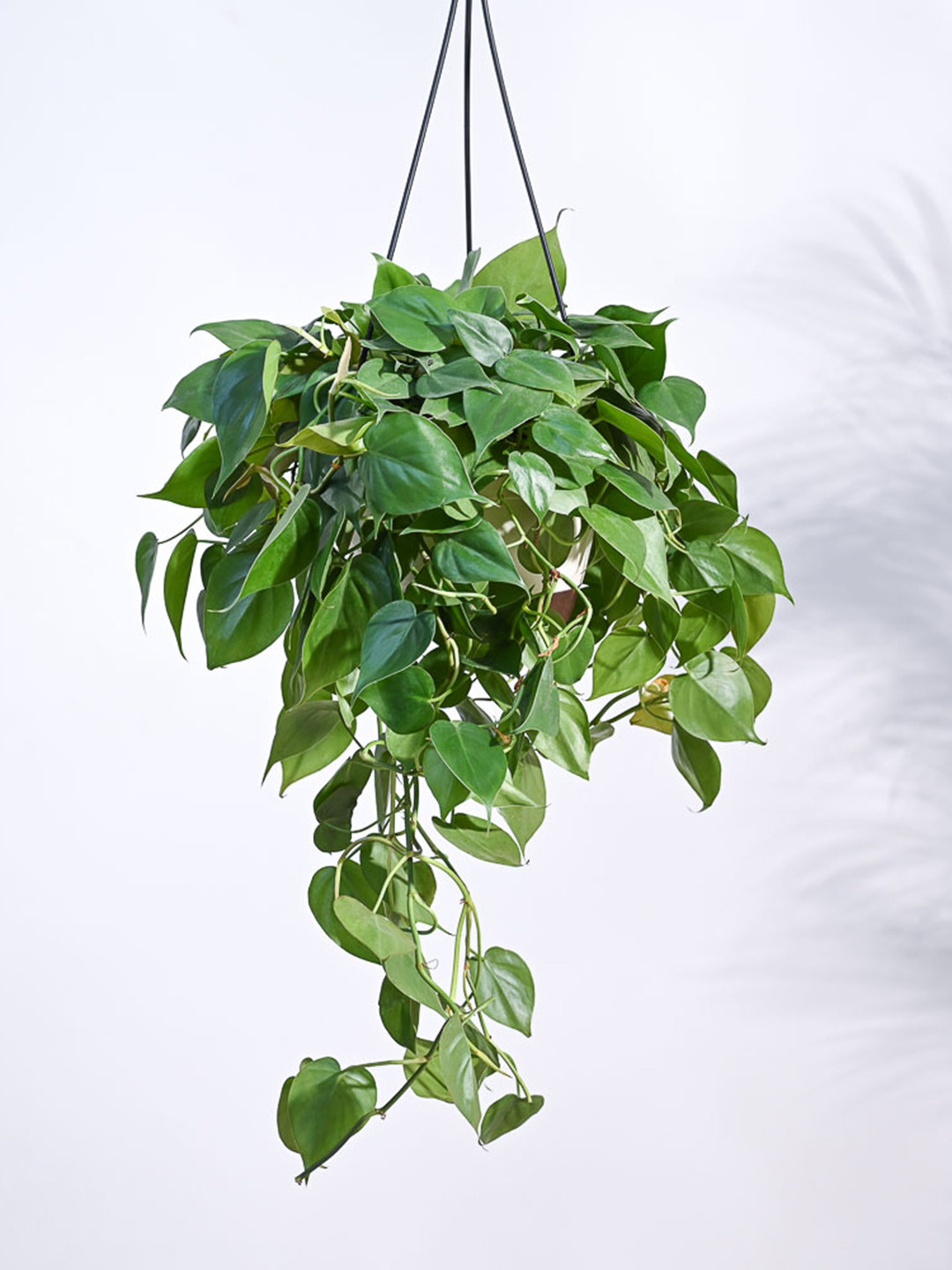 UGAOO Philodendron Oxycardium Green Plant With Hanging Pot