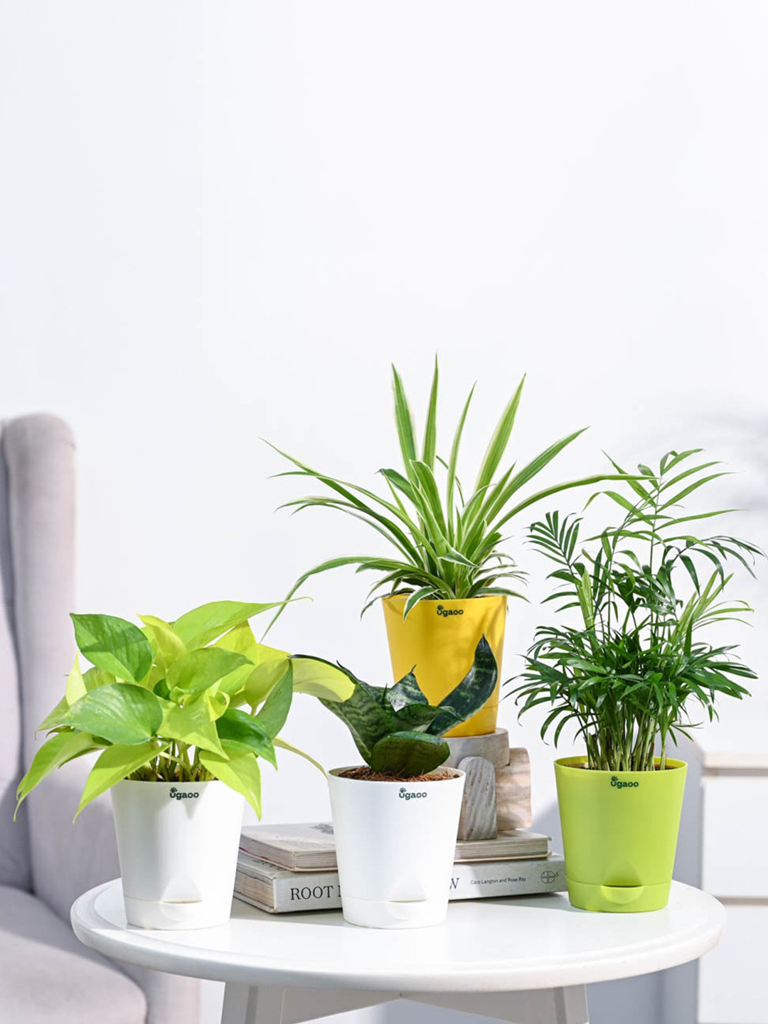 UGAOO Green & White 4 Pieces Indoor Live Plants With Pots