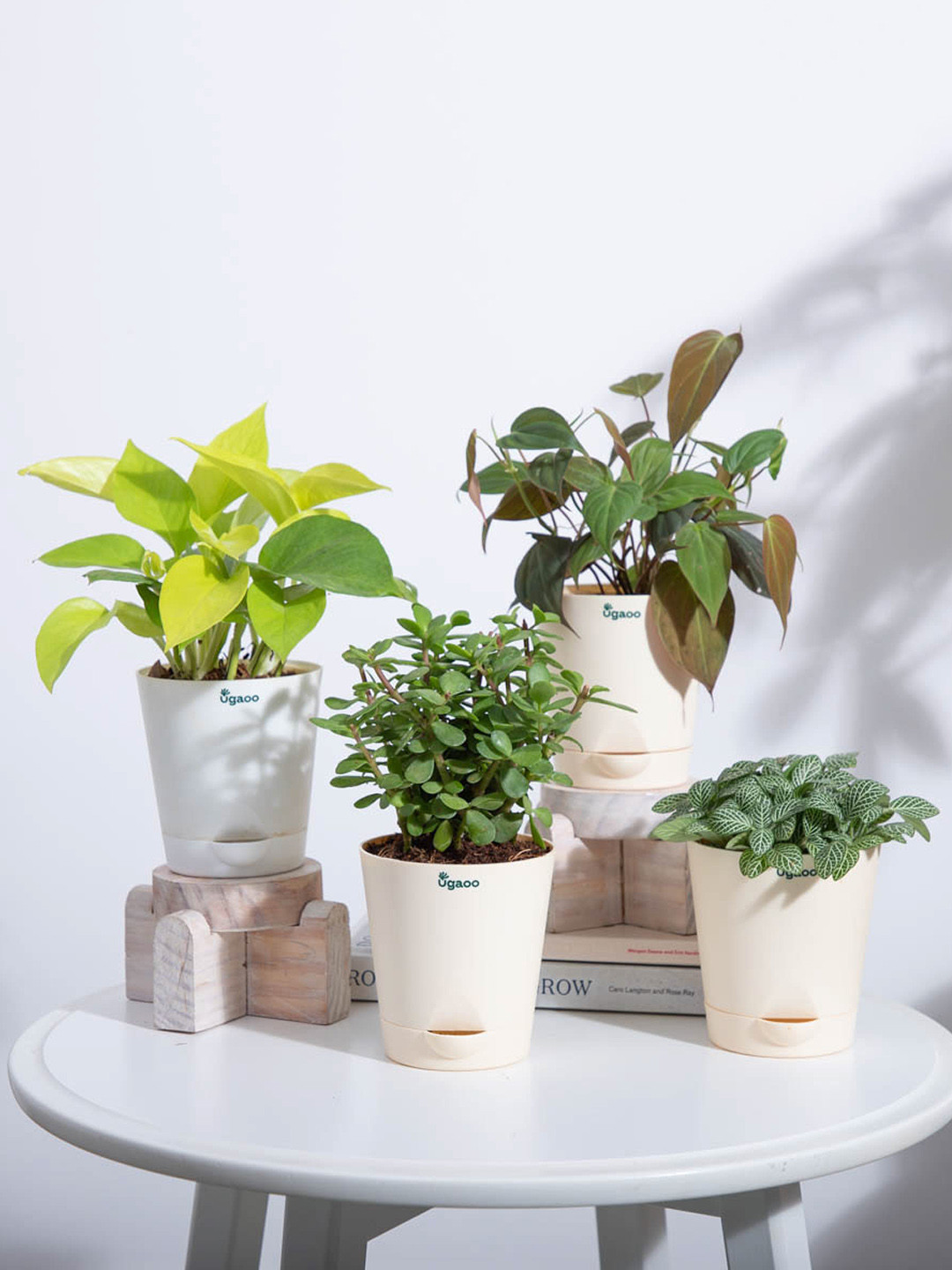 UGAOO 4pc Money Plant Golden, Fittonia Green, Jade& Philodendron Micans Indoor Live Plants